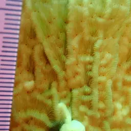 Porcelain Coral, photo 6