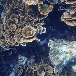 Porcelain Coral, photo 8