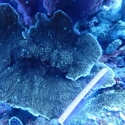 Porcelain Coral, photo 9