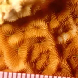 Porcelain Coral, photo 10