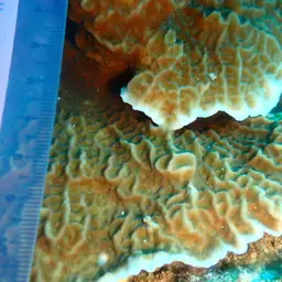 Porcelain Coral, photo 11