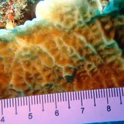 Porcelain Coral, photo 12