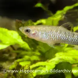 Black Bellied Limia