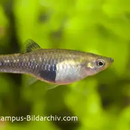 Black Bellied Limia, photo 2