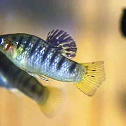 Humpback Limia