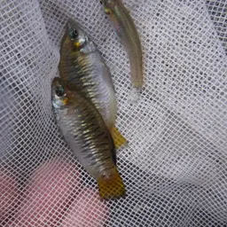 Humpback Limia, photo 2
