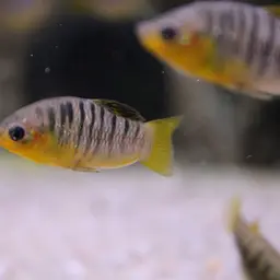 Humpback Limia, photo 4