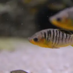 Humpback Limia, photo 5
