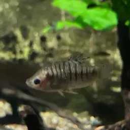 Humpback Limia, photo 6