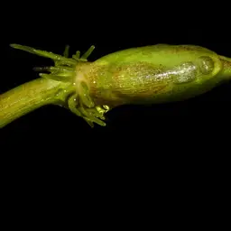 Amazon Frogbit