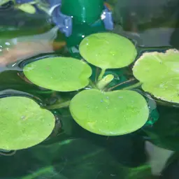 Amazon Frogbit, photo 6
