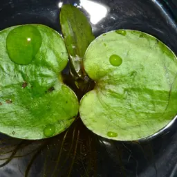 Amazon Frogbit, photo 2