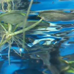 Amazon Frogbit, photo 7