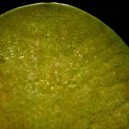 Amazon Frogbit, photo 3