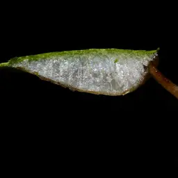 Amazon Frogbit, photo 4