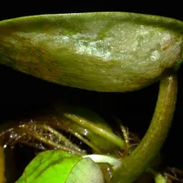 Amazon Frogbit, photo 5