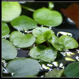 Amazon Frogbit, photo 8