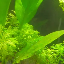 Asian Ambulia
