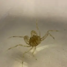 Thai Micro Crab, photo 4
