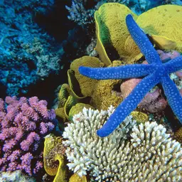 Blue Linckia Starfish