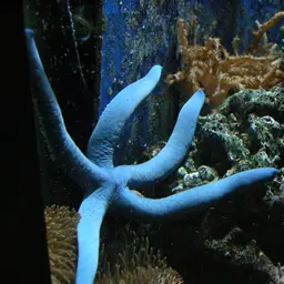 Blue Linckia Starfish, photo 2