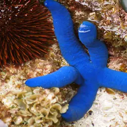 Blue Linckia Starfish, photo 3