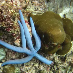 Blue Linckia Starfish, photo 4