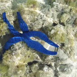 Blue Linckia Starfish, photo 5