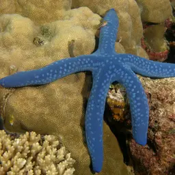 Blue Linckia Starfish, photo 6