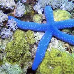 Blue Linckia Starfish, photo 7