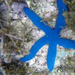 Blue Linckia Starfish, photo 8