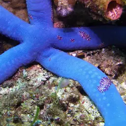 Blue Linckia Starfish, photo 9