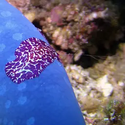 Blue Linckia Starfish, photo 10