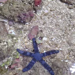 Blue Linckia Starfish, photo 11