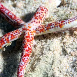 Multicolor Sea Star, photo 1