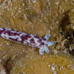 Multicolor Sea Star, photo 2