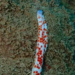 Multicolor Sea Star, photo 3