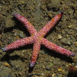 Multicolor Sea Star, photo 4
