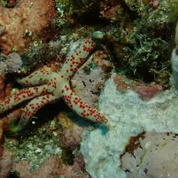 Multicolor Sea Star, photo 5