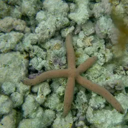 Multicolor Sea Star, photo 6