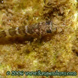 Homaloptera Hoffmani, photo 3