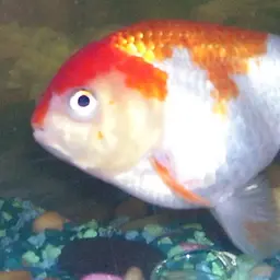 Lionhead Goldfish, photo 1