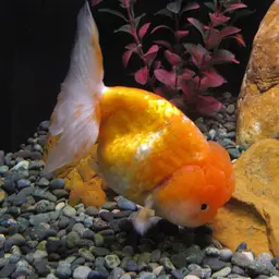 Lionhead Goldfish, photo 2