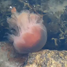 Lion's Mane Jellyfish, photo 2