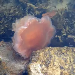Lion's Mane Jellyfish, photo 3