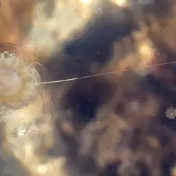 Lion's Mane Jellyfish, photo 5