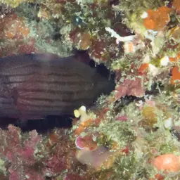 Meteor Basslet, photo 1