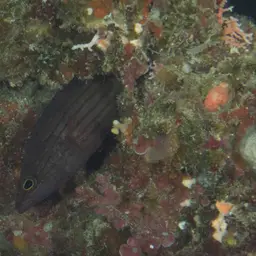 Meteor Basslet, photo 2