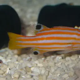 Swales' Basslet