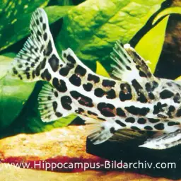 Jaguar Catfish, photo 1